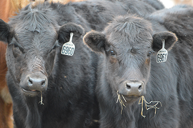 Preconditioning Calves: Is It the Right Choice?